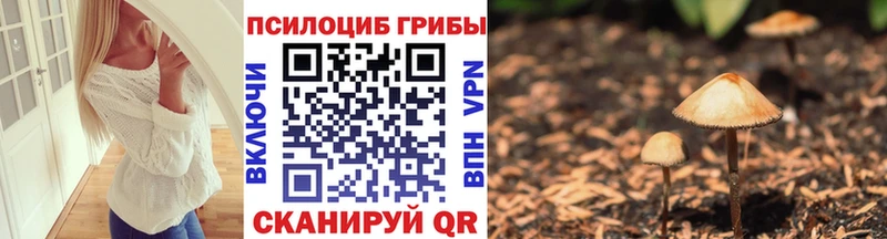 Купить где  Красный Холм  Псилоцибиновые грибы Psilocybine cubensis 